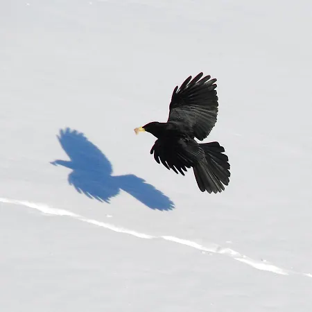 Wellness Tigilou בללפ